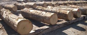 seleccion de troncos